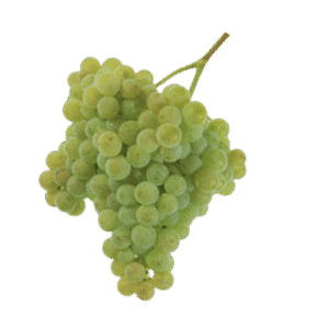 Bunch of Albarino grapes