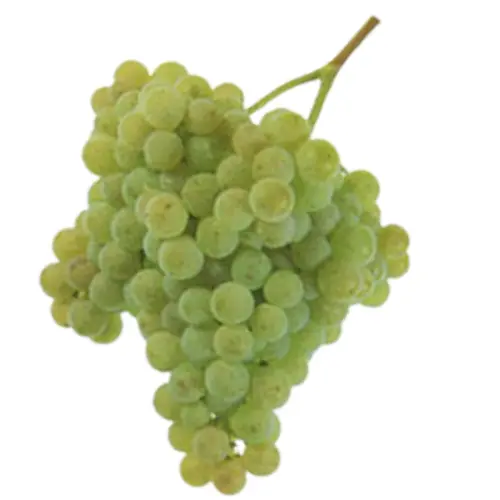 A bunch of green Albarino grapes on a white background
