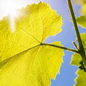 Hot weather – its effects on grapes & wine