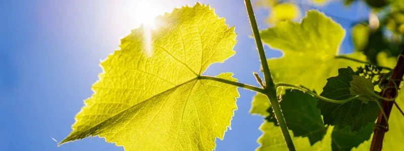 Vine leaves in a sunny vineyard