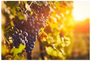 Bunch of ripe black grapes hanging on the vine in the sunshine