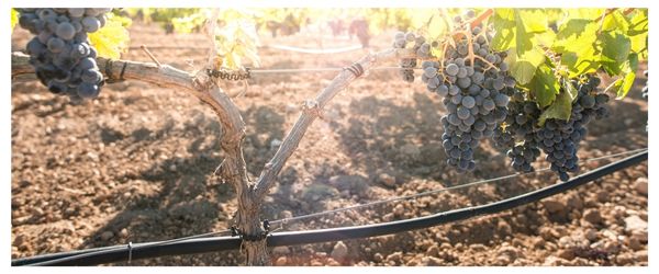 Close up of vine with red grapes and with an irrigation pipe attached