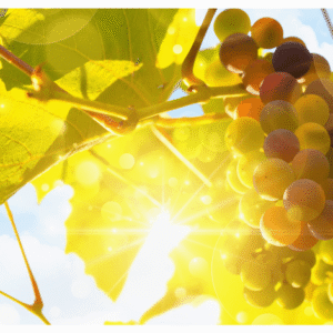 Hot weather – its effects on grapes & wine