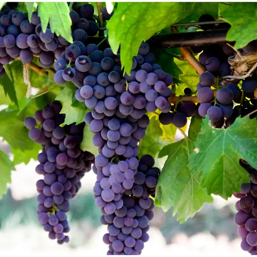 Long bunches of Carmenere grapes hanging on the vine