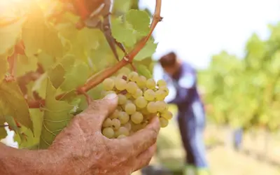 A man's hand picking a bunch of white grapes and in the background out of focus, a grape picker