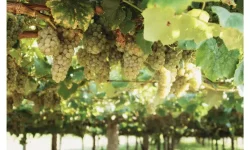 Albarino grapes hanging on vines