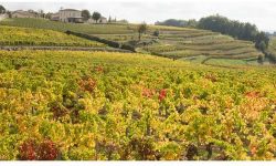Bordeaux vineyards in the autumn with golden leaves on the vines