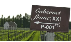 Sign in vineyard captioned "Cabernet Franc"