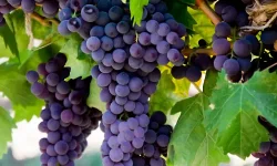 Long bunches of Carmenere grapes hanging on the vine