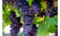 Carmenere grapes hanging from a vine
