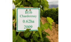 Guide to the Chardonnay grape & Chardonnay wines
