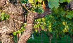 An old vine with some healthy black grapes and leaves on it