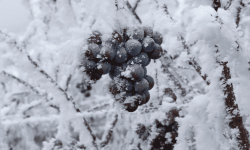 All about ice wine or Eiswein