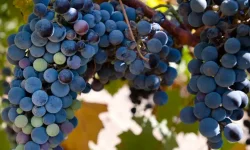 Close up of Merlot grapes on the vine