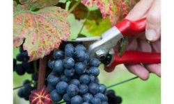 All about the Pinot Noir grape & its wines