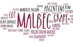 Malbec grape and wines