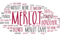 Guide to the Merlot grape and wines