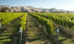 A view of New Zealand vineyards with mountains in the background and clear blue skies