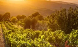 A vineyard at sunrise
