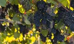 Black Pinot Noir grapes hanging on a vine shaded by vine leaves