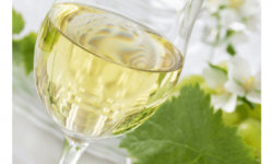 All about Sauvignon Blanc