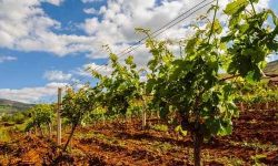 All about terroir and how it affects wine