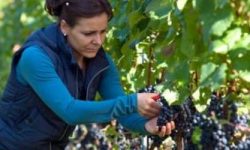 Where is your wine really from?
