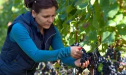 A woman picking black grapes in a vineyard