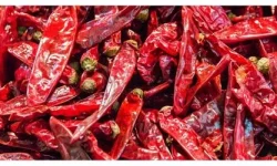 A pile of dried red hot chilli peppers